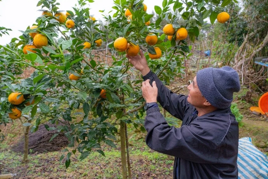 南庄橙復育成果亮眼 果醬奪世界大賽5金8銀